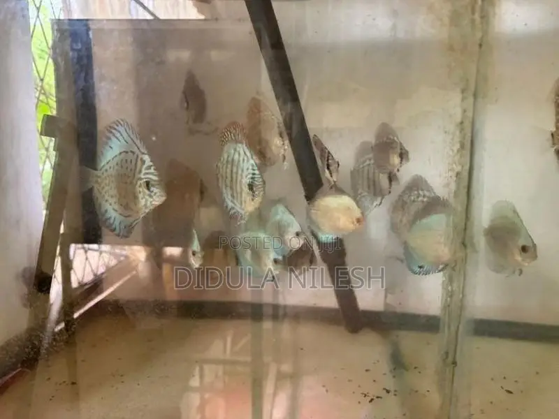 Discus Fish