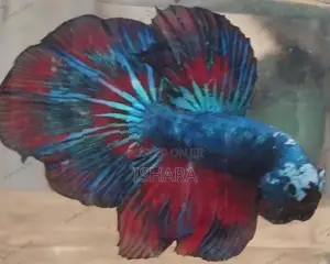 Fighter