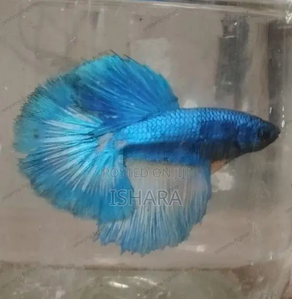 Fighter