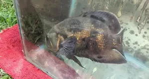 Tiger Oscar Fish
