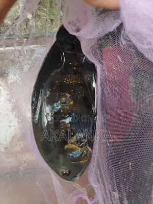 Tiger Oscar Fish