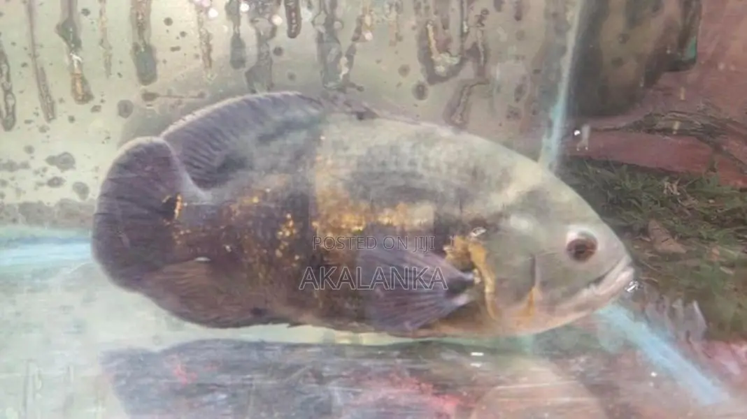Tiger Oscar Fish
