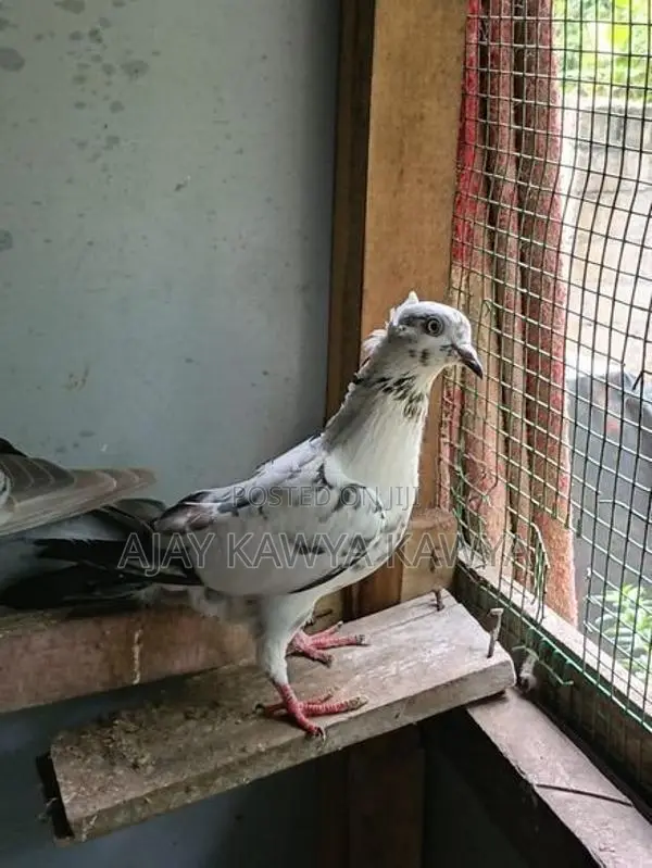 Pigeons