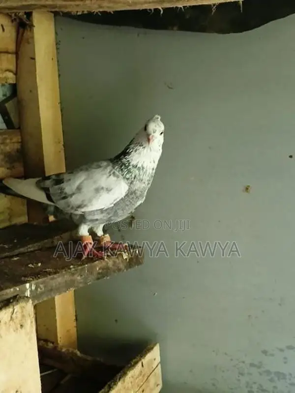 Pigeons