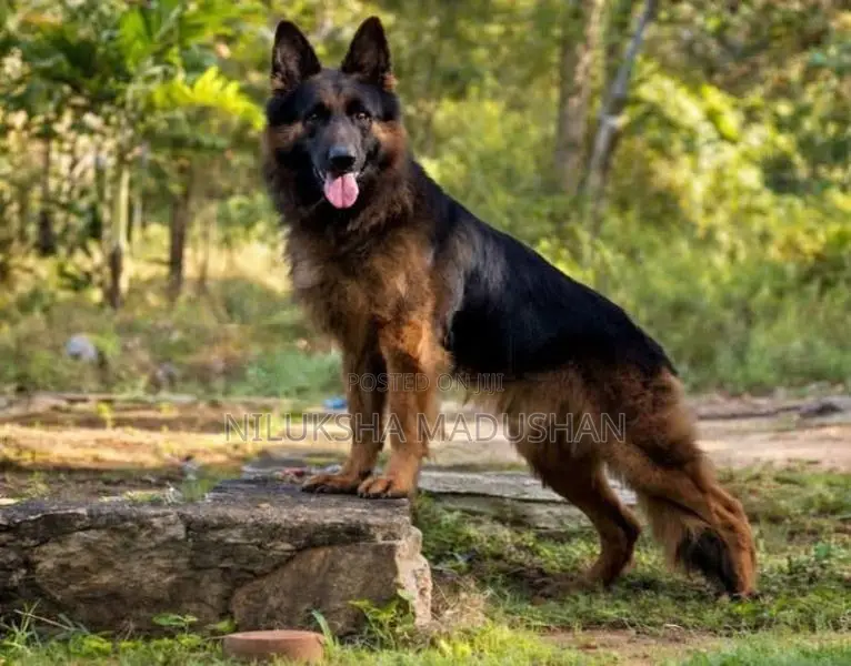 German Shepherd Dog For Crossing
