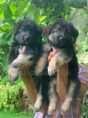 German Shepherd Puppy