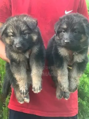 German Shepherd Puppy
