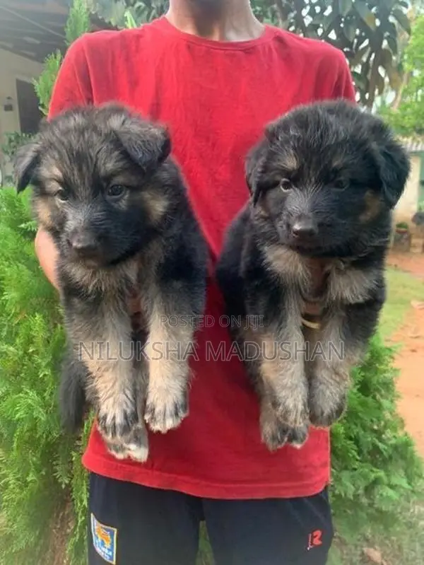 German Shepherd Puppy