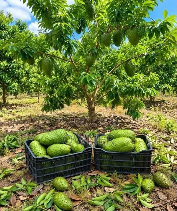 කටු අනෝදා පැළ