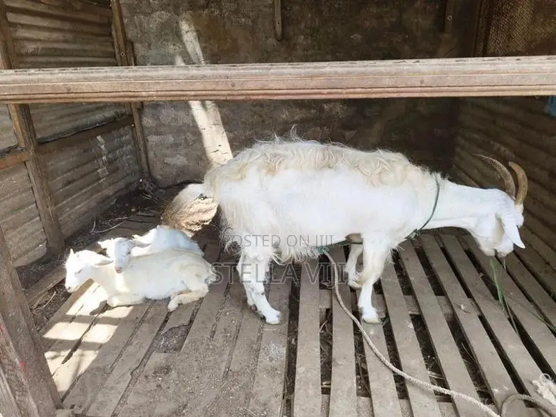 Sanan Goats