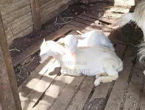Sanan Goats