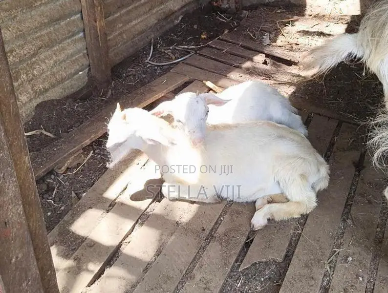 Sanan Goats