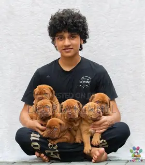 Dogue De Bordeaux ( French Mastiff) Puppies