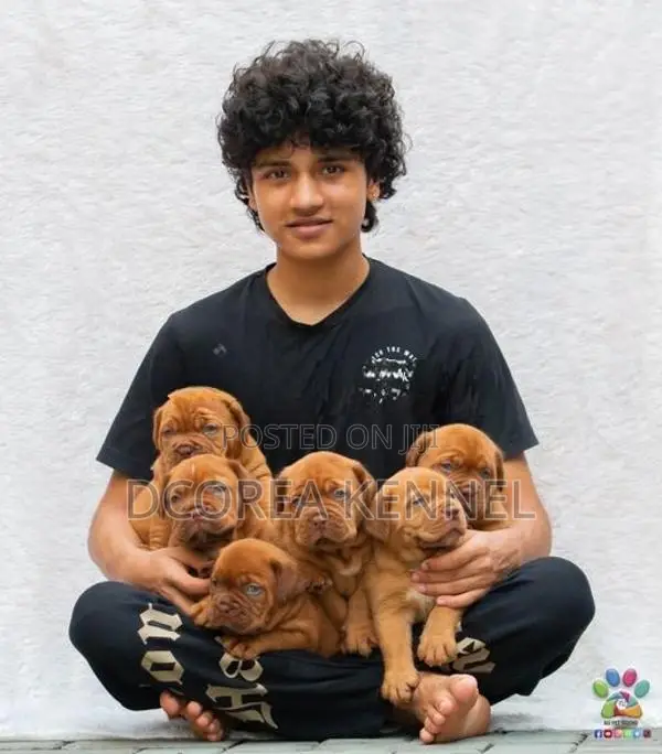 Dogue De Bordeaux ( French Mastiff) Puppies