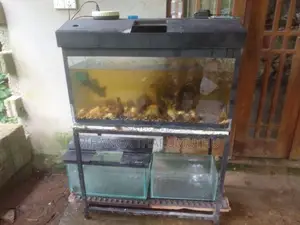 Fish Tank Set