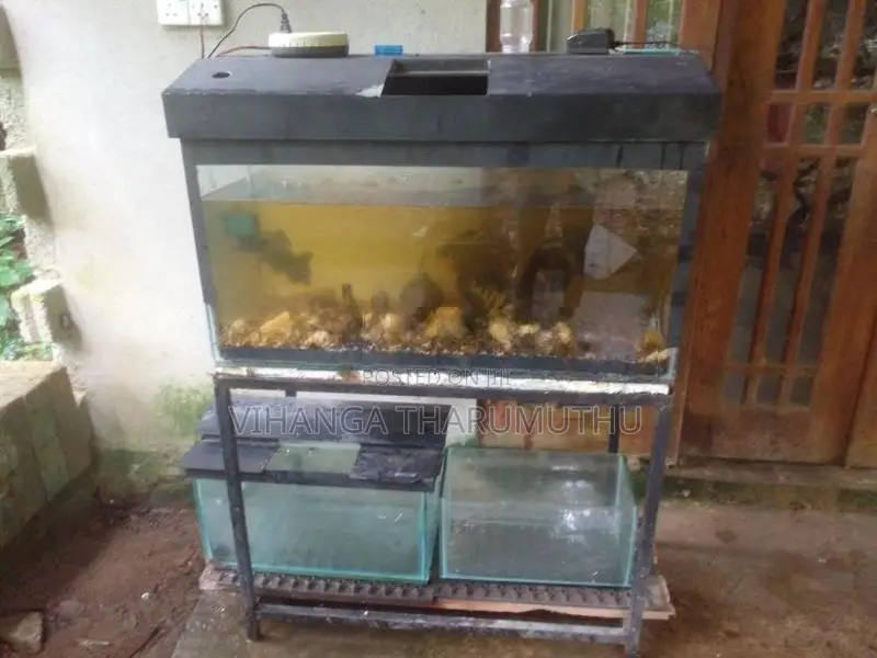 Fish Tank Set
