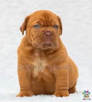Dogue De Bordeaux ( French Mastiff) Puppies