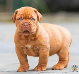 Dogue De Bordeaux (French Mastiff) Puppies