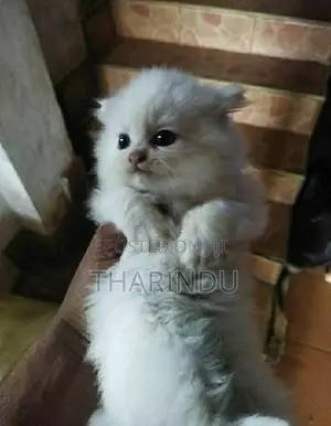 Persian Cat