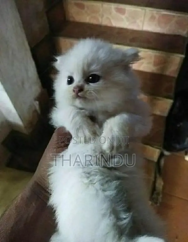 Persian Cat