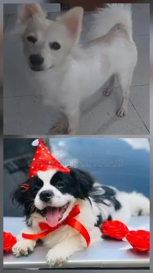 Shihtzu pomenarian mix puppy