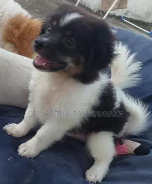 Shihtzu pomenarian mix puppy