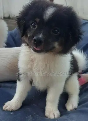Shihtzu pomenarian mix puppy