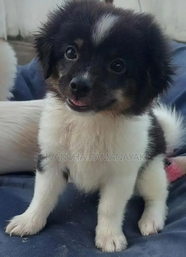 Shihtzu pomenarian mix puppy