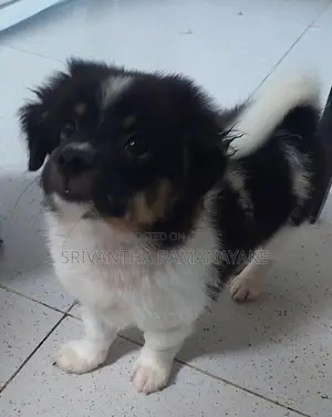 Shihtzu pomenarian mix puppy