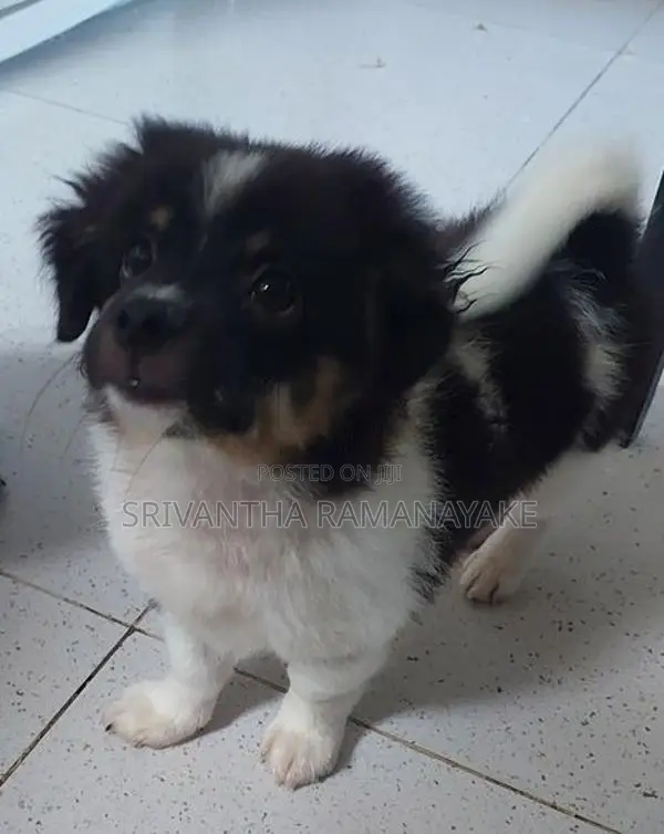 Shihtzu pomenarian mix puppy