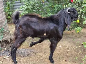 கிடாய் ஆடு