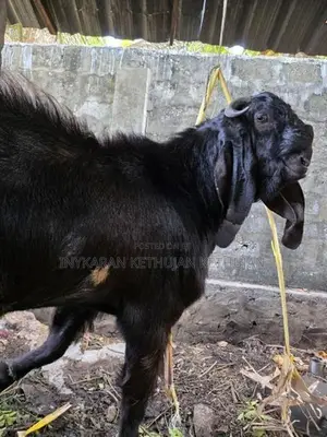 கிடாய் ஆடு