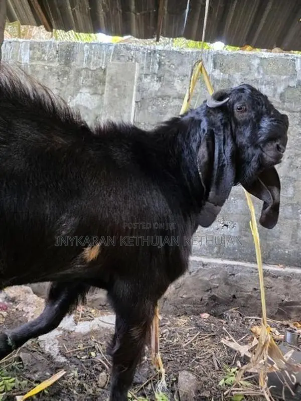 கிடாய் ஆடு