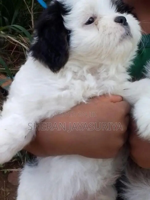 Shih Tzu Puppies