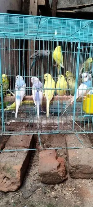 Love Birds Breeding Pair
