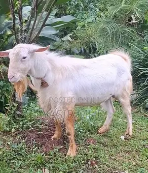 Saanen Male Goat