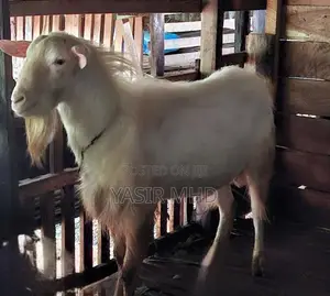 Saanen Male Goat