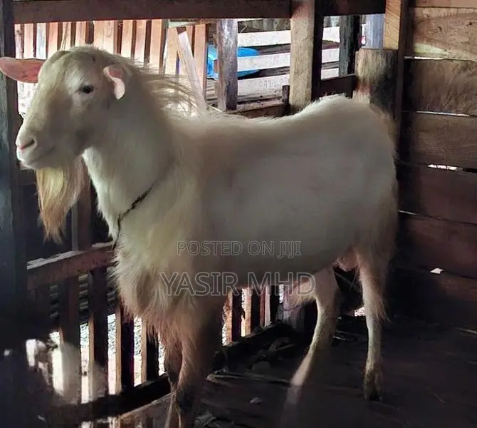 Saanen Male Goat