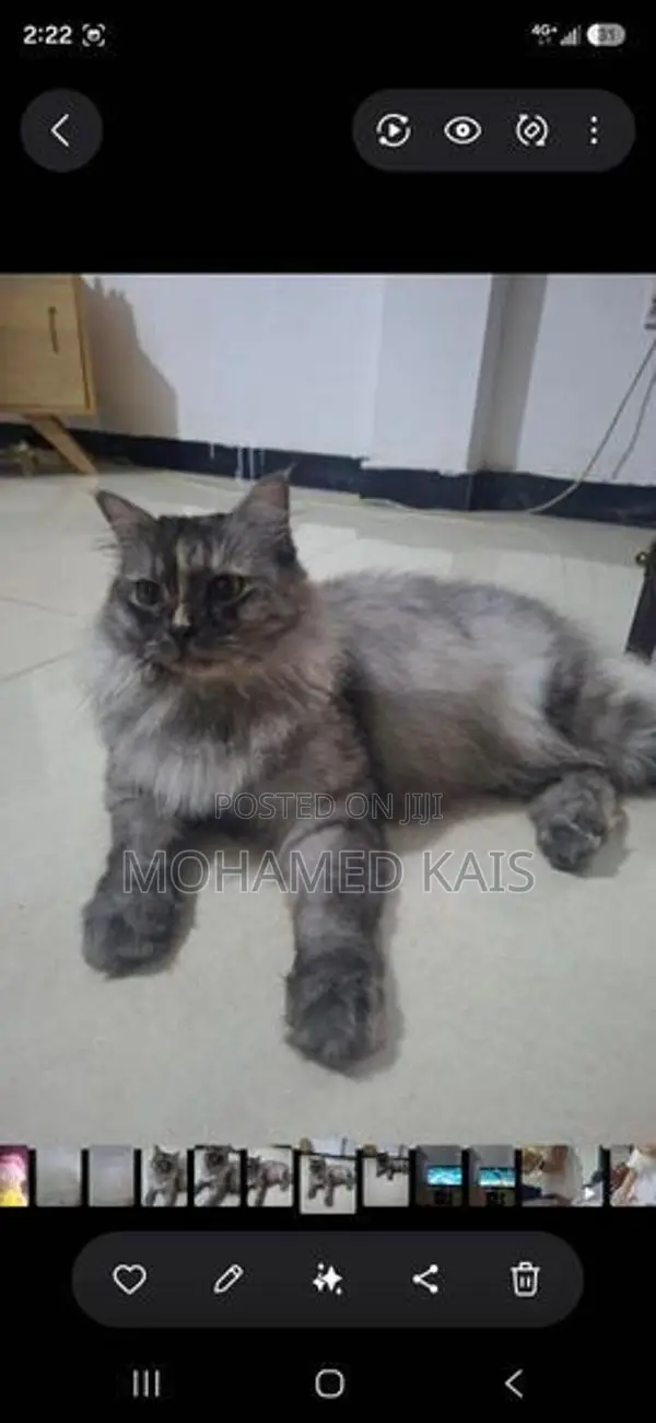 Persian Cat