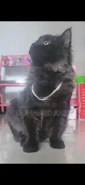 Persian Cat