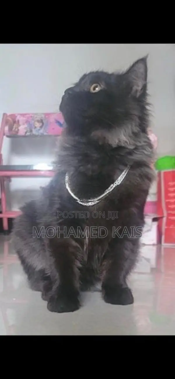 Persian Cat