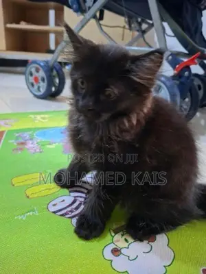 Persian Cat