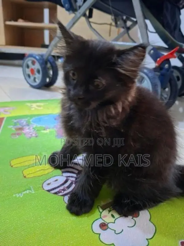 Persian Cat