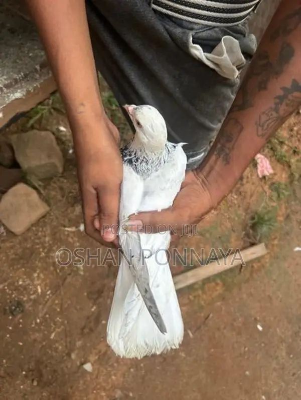 Pigeon