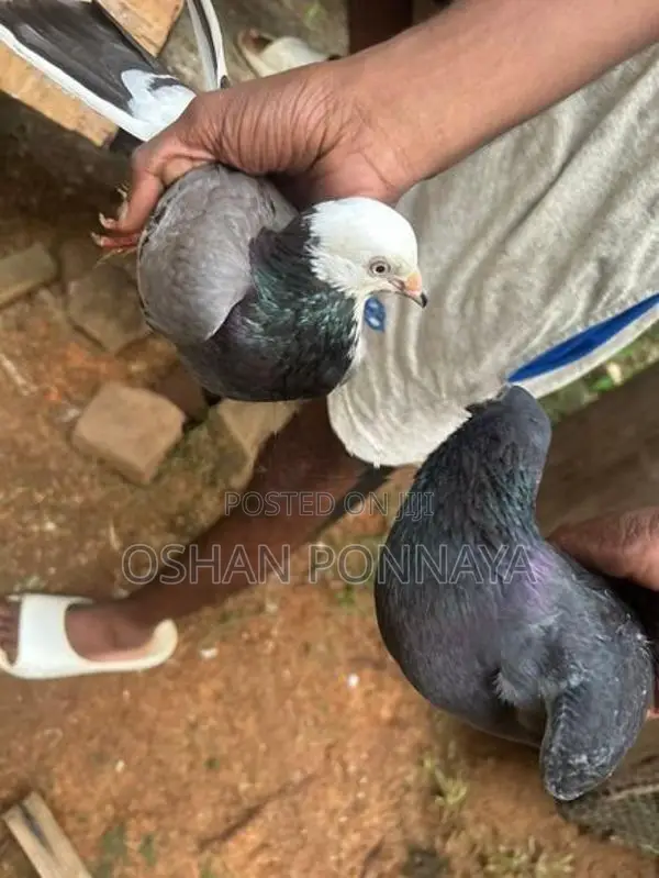 Pigeon