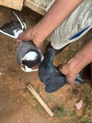 Pigeon