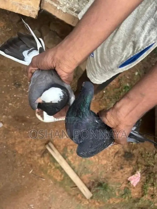 Pigeon