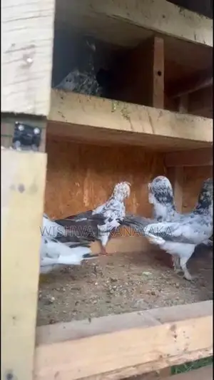 කිරන් 3 ක්