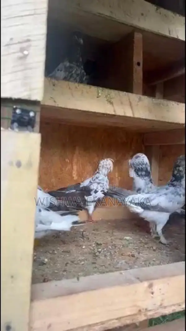 කිරන් 3 ක්
