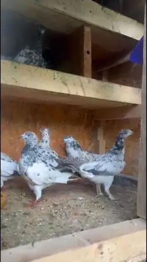 කිරන් 3 ක්